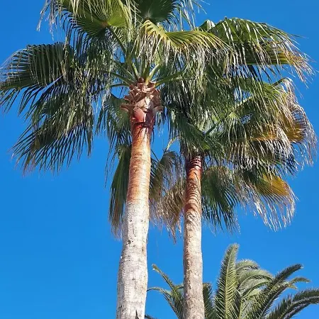 Les Palmeres