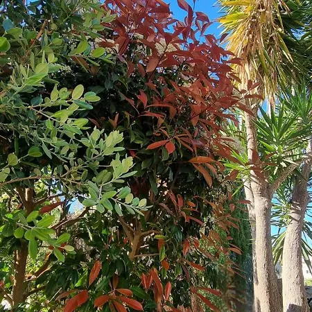 Les Palmeres Апартаменты *