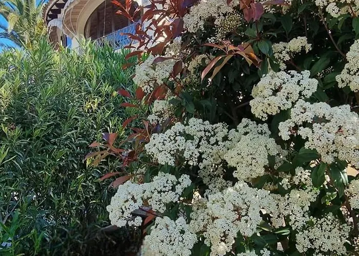 Les Palmeres Теулада