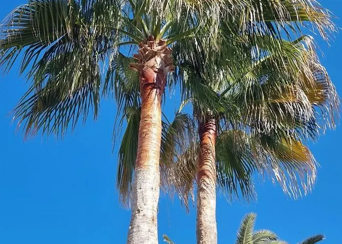 Les Palmeres